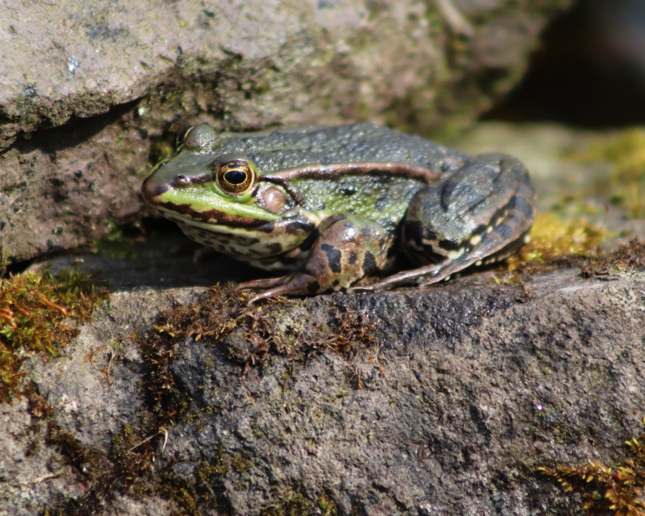 Зеленая прудовая лягушка на камне