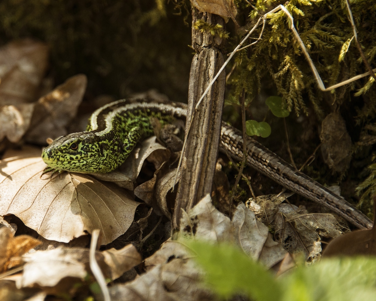 Зеленая песчаная ящерица в листве 