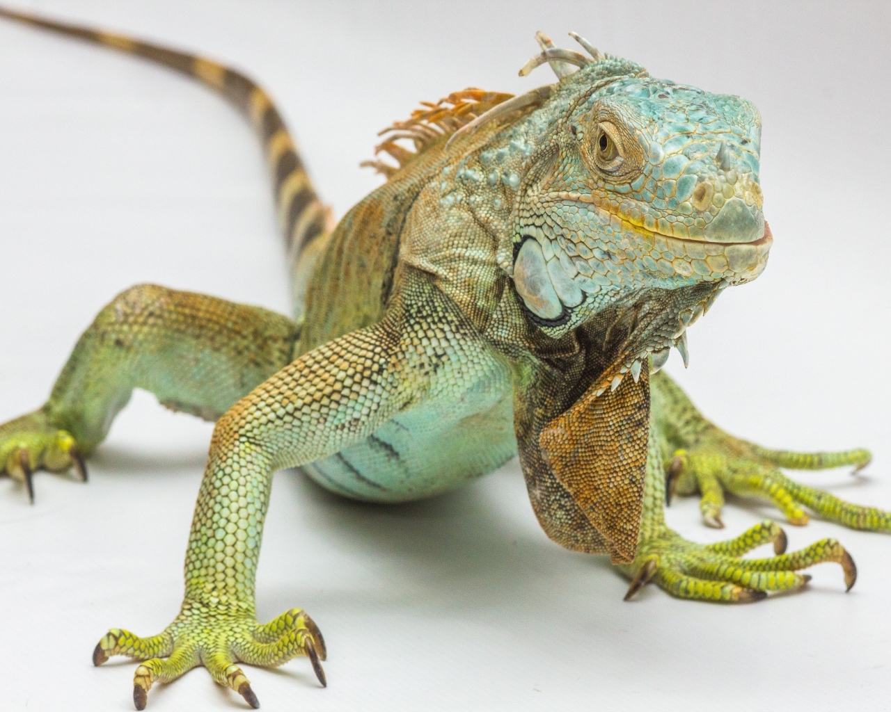 Большая зеленая игуана на сером фоне крупным планом