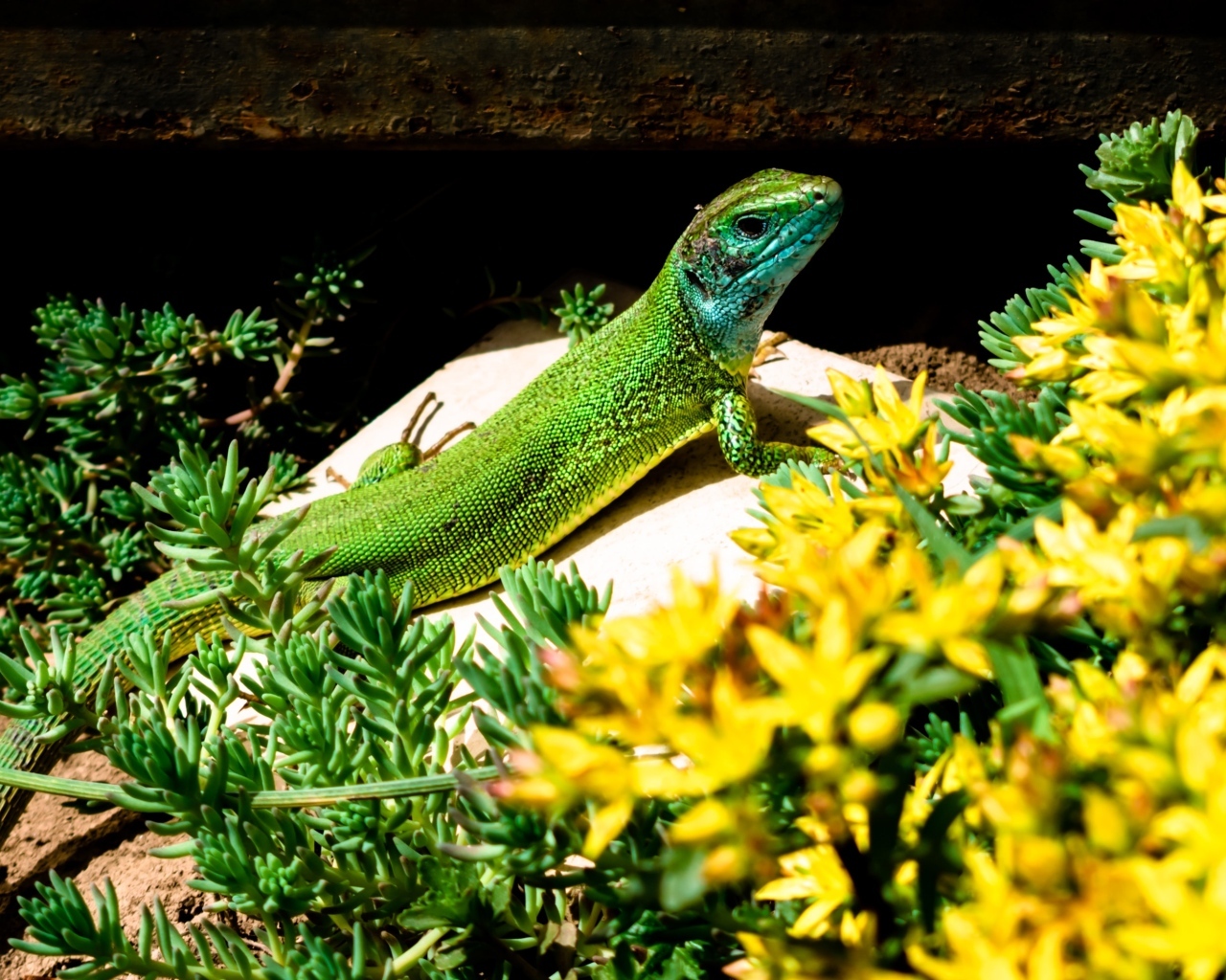 Большая зеленая ящерица в желтых цветах