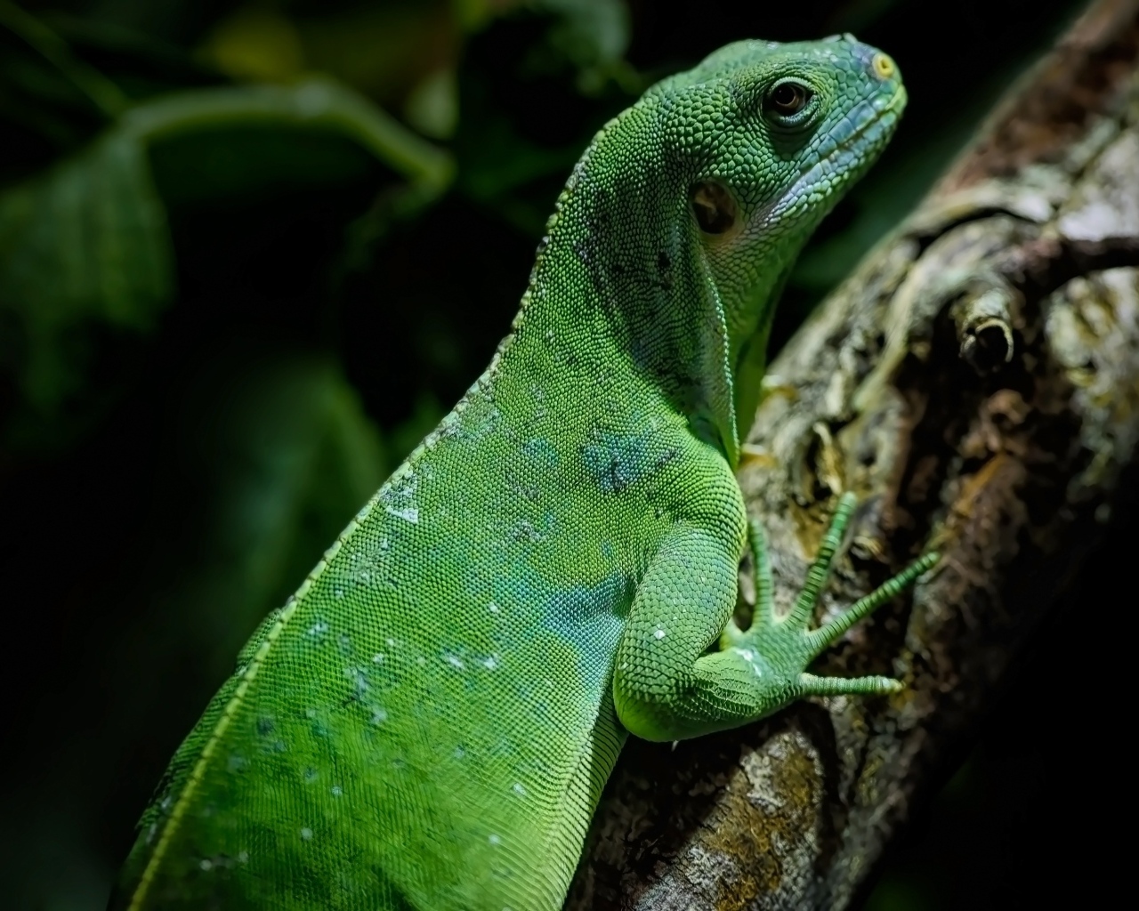 Большая зеленая ящерица с острыми когтями