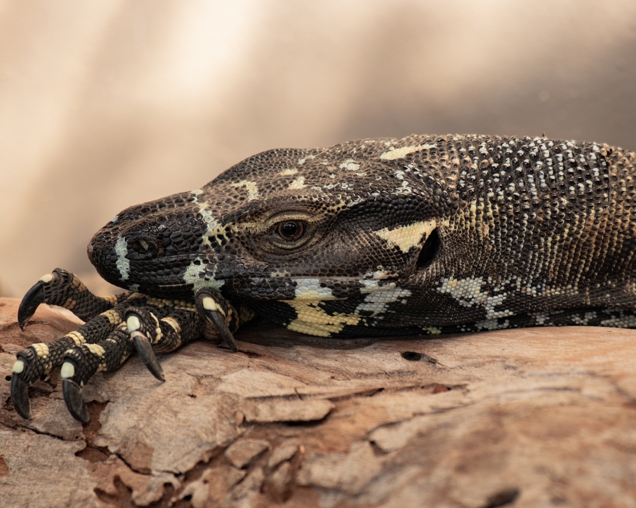 Большая игуана с острыми когтями 