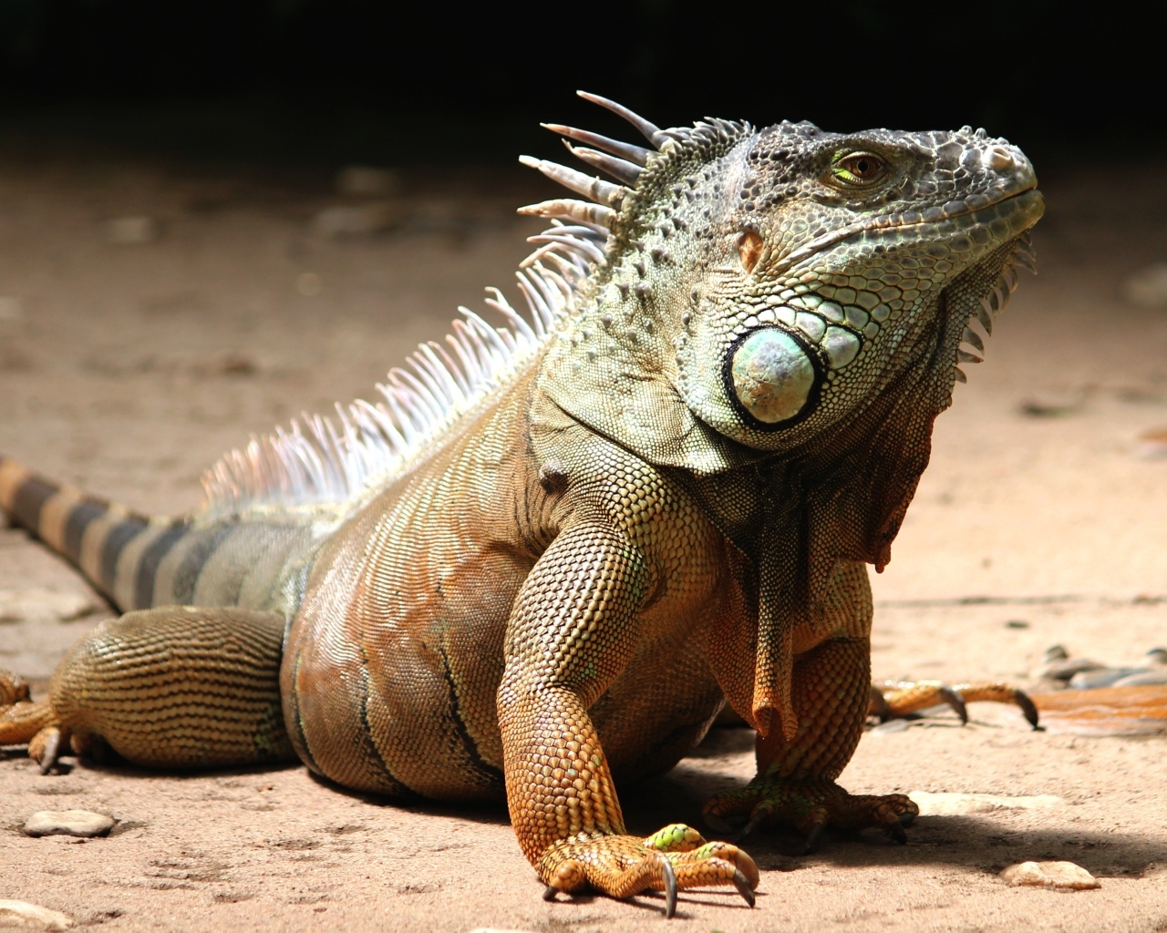 Большая игуана с острыми когтями