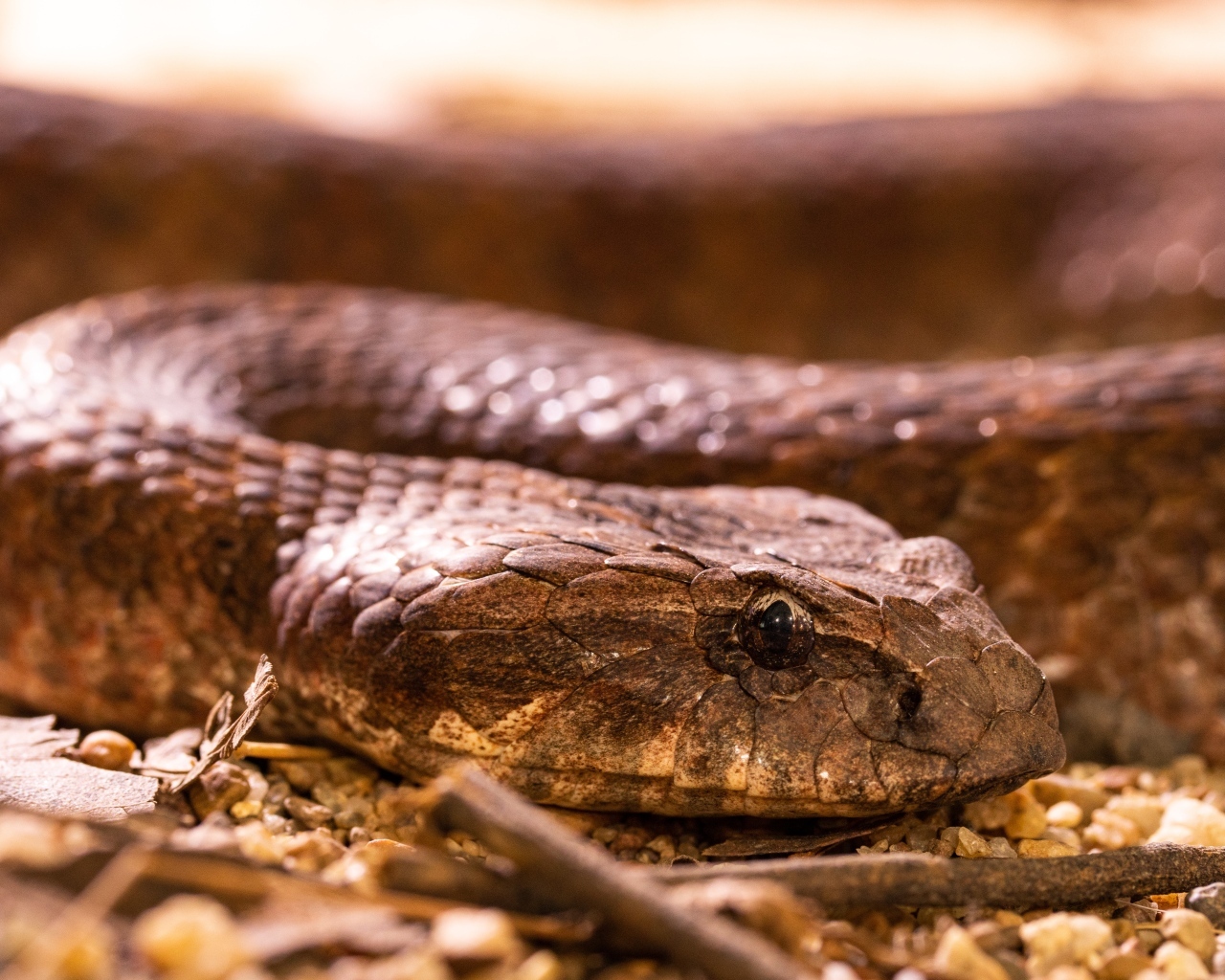 Большая ядовитая гадюка