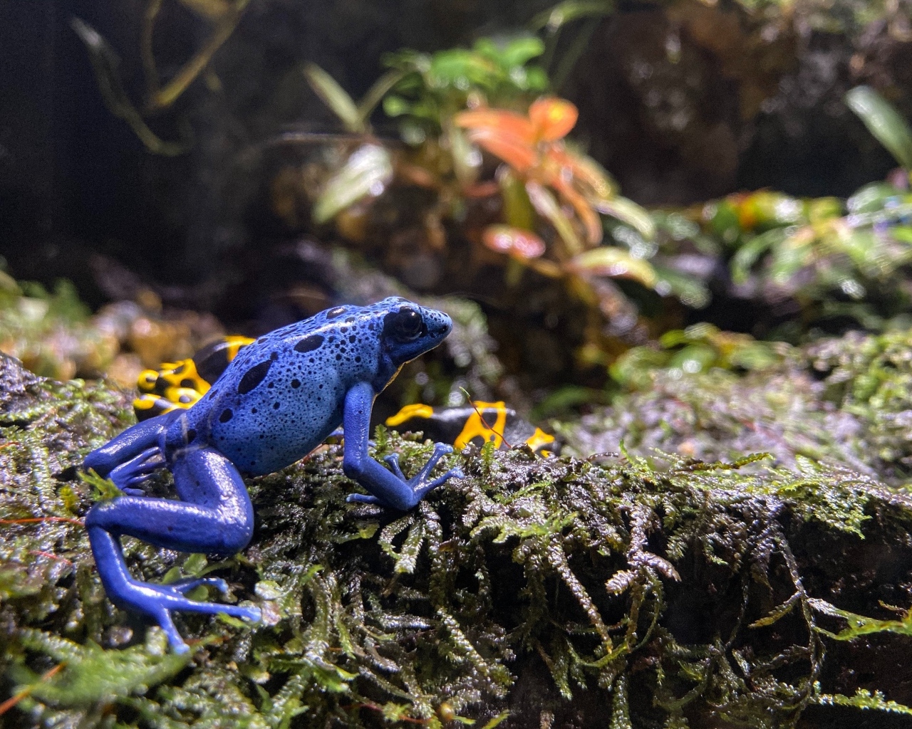 Маленькая голубая лягушка 