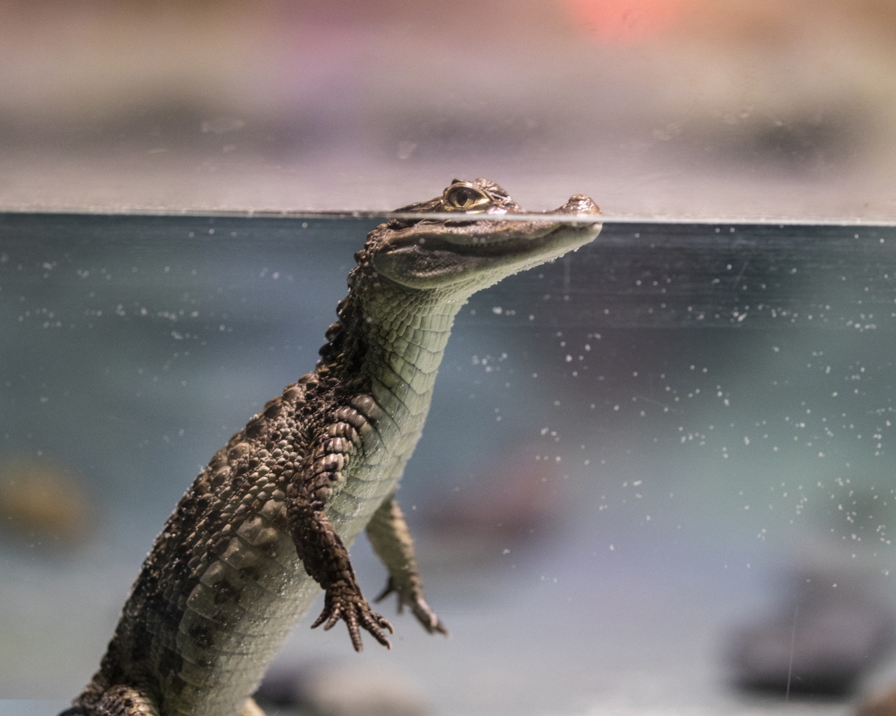 Маленький крокодил в аквариуме