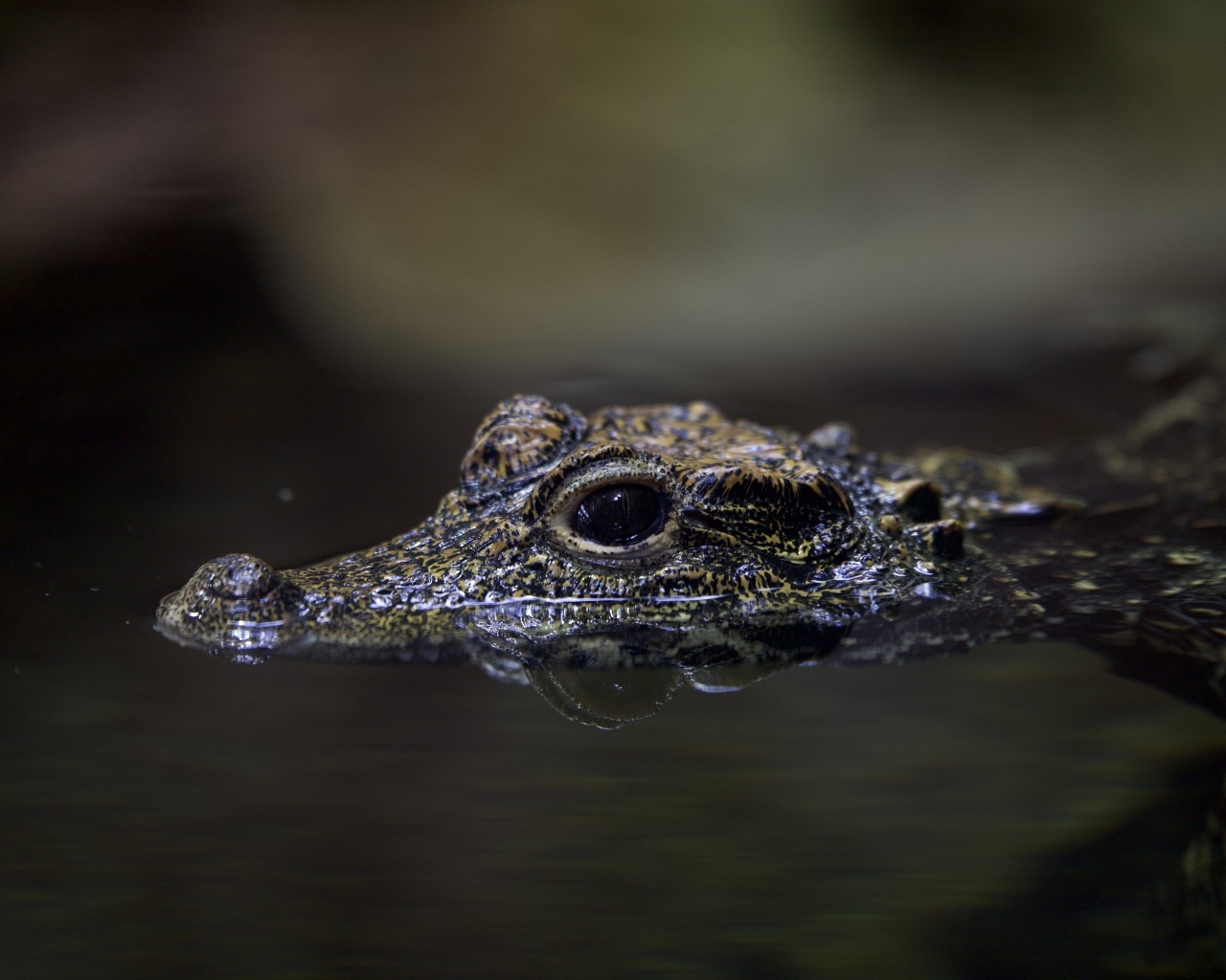 Маленький крокодил в воде