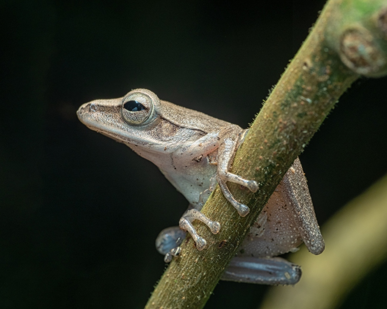 Маленькая лягушка на ветке на черном фоне