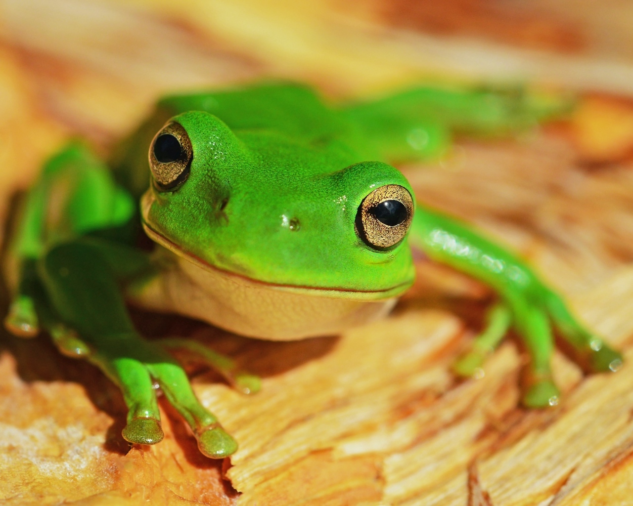 Маленькая зеленая лягушка с большими глазами