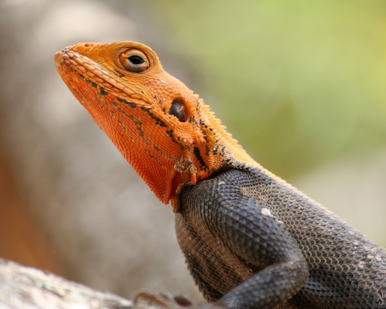 Ящерица с оранжевой головой крупным планом