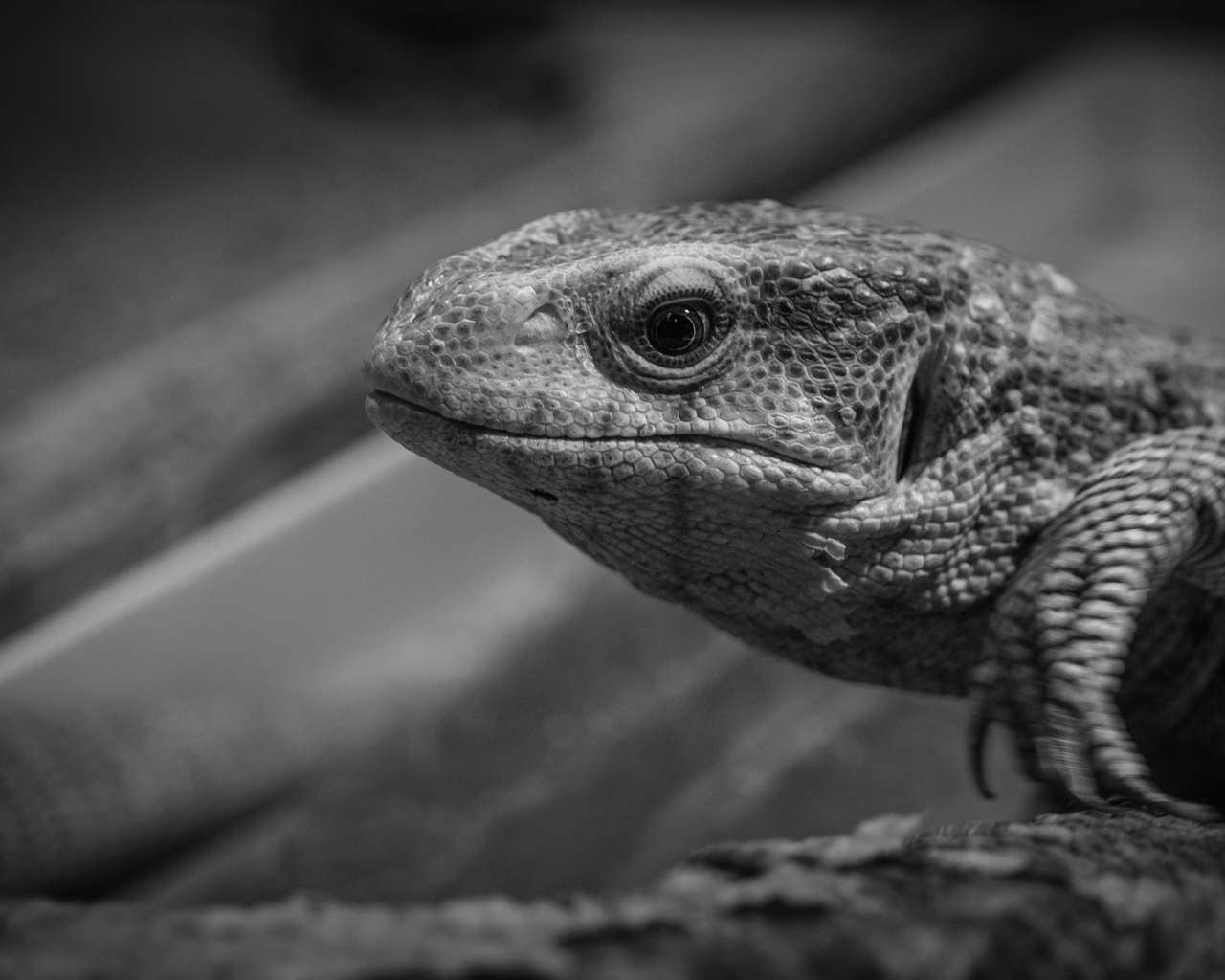 Варан черно-белое фото