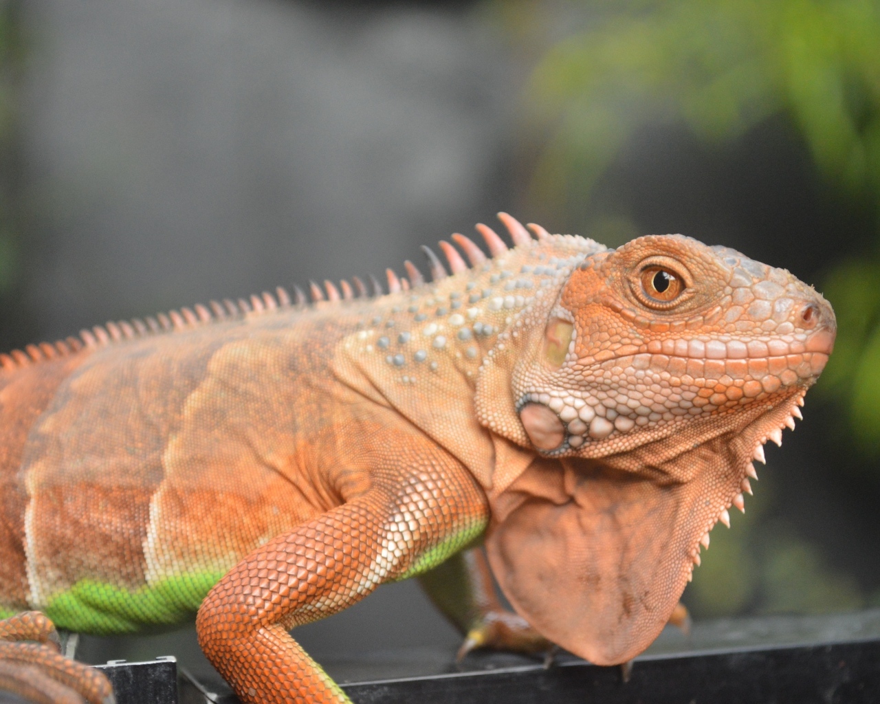Оранжевая игуана крупным планом