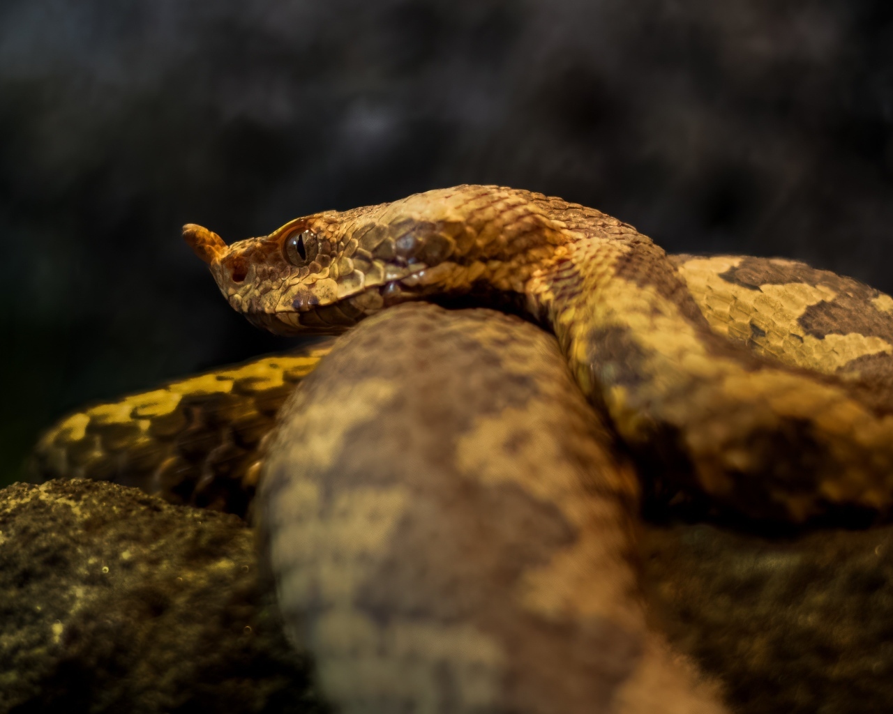 Ядовитая гадюка лежит на камне