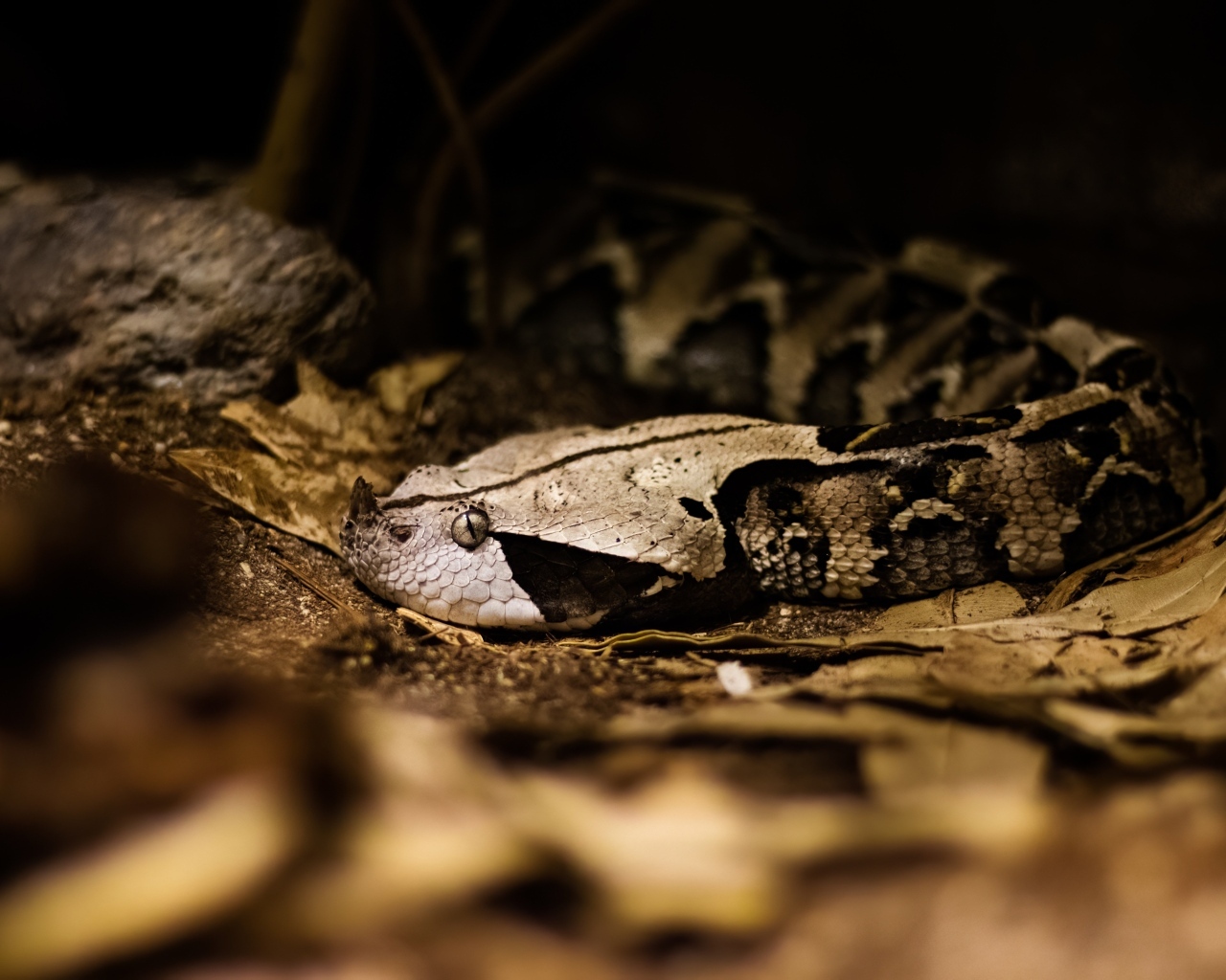 Ядовитая змея гадюка в желтых листьях