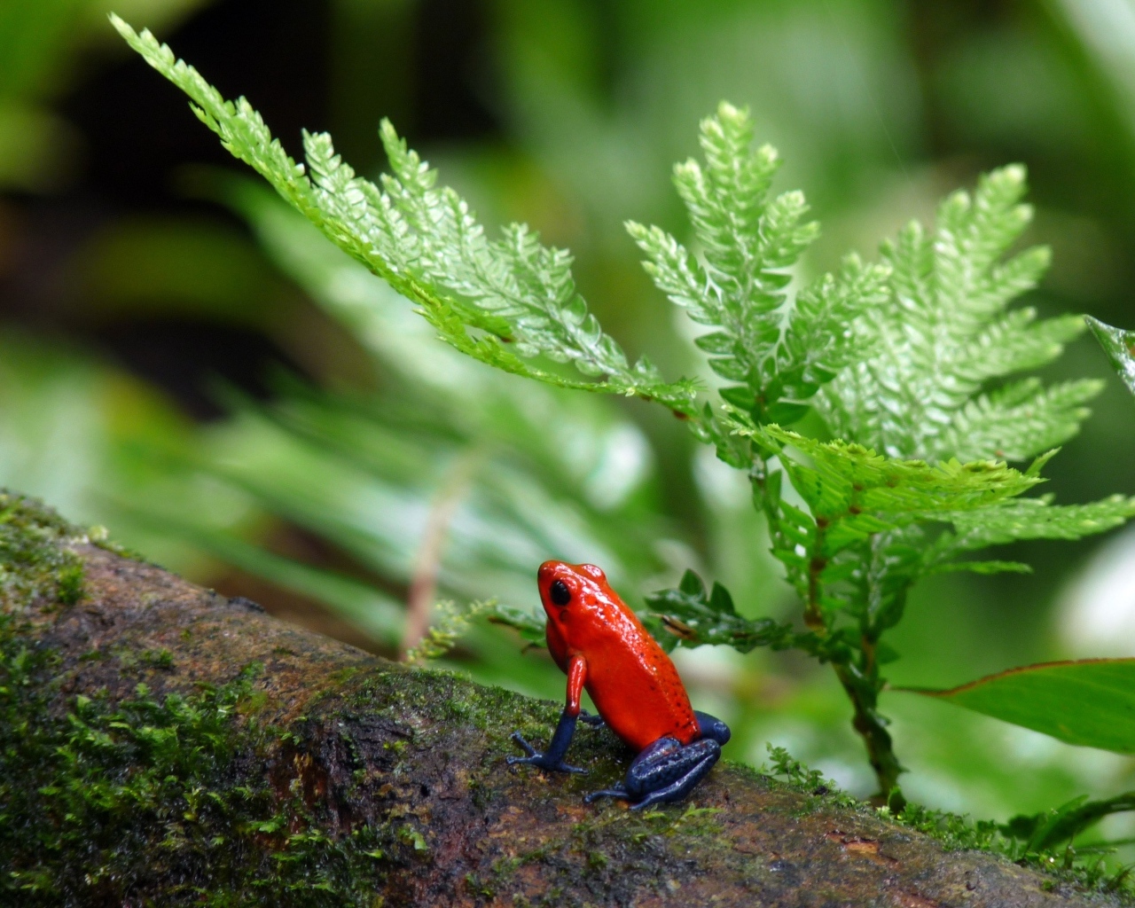 Красная лягушка с синими лапами