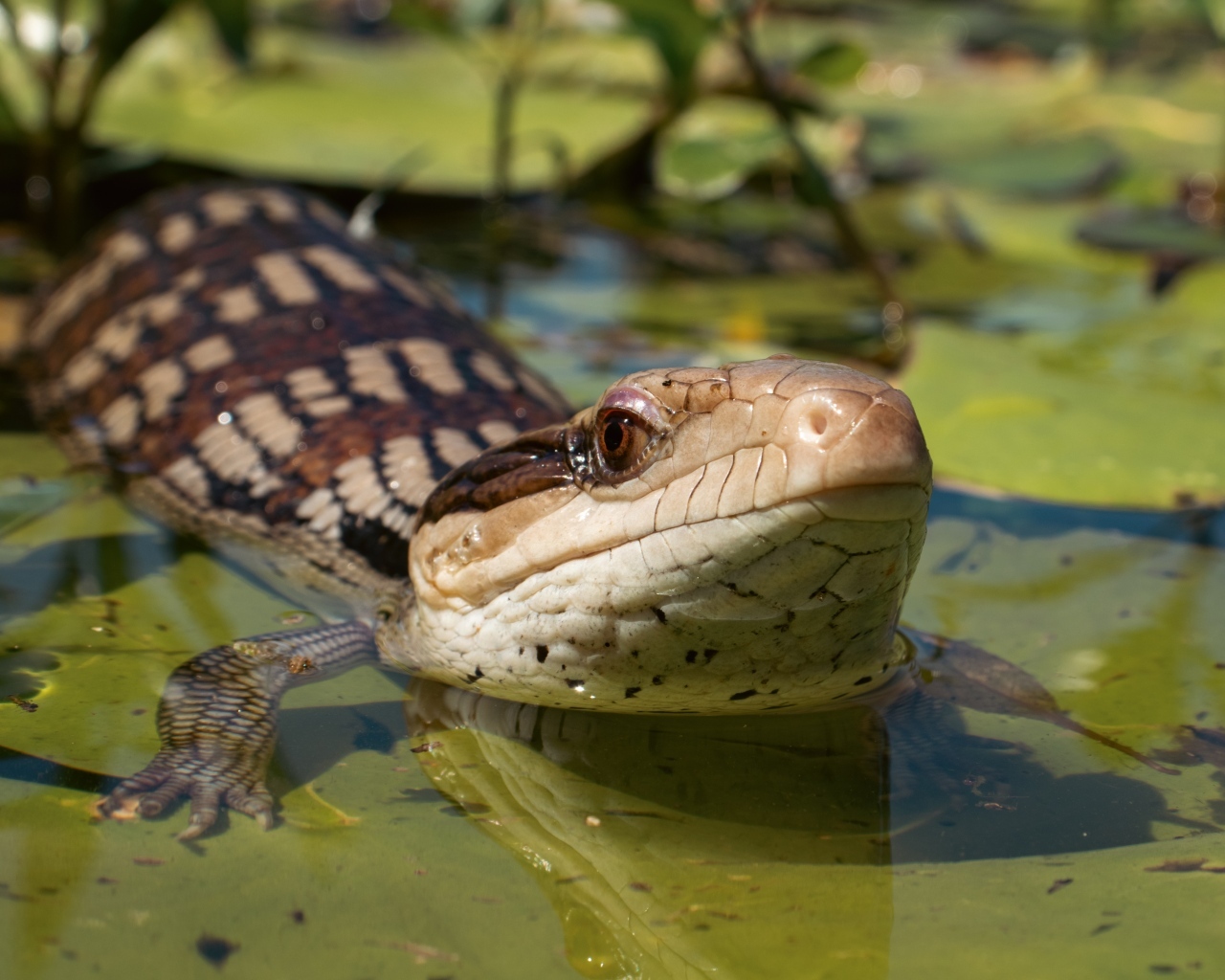 Сцинк с синим языком спрятался в воде