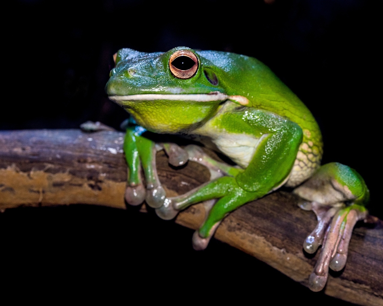 Скользкая зеленая лягушка сидит на ветке
