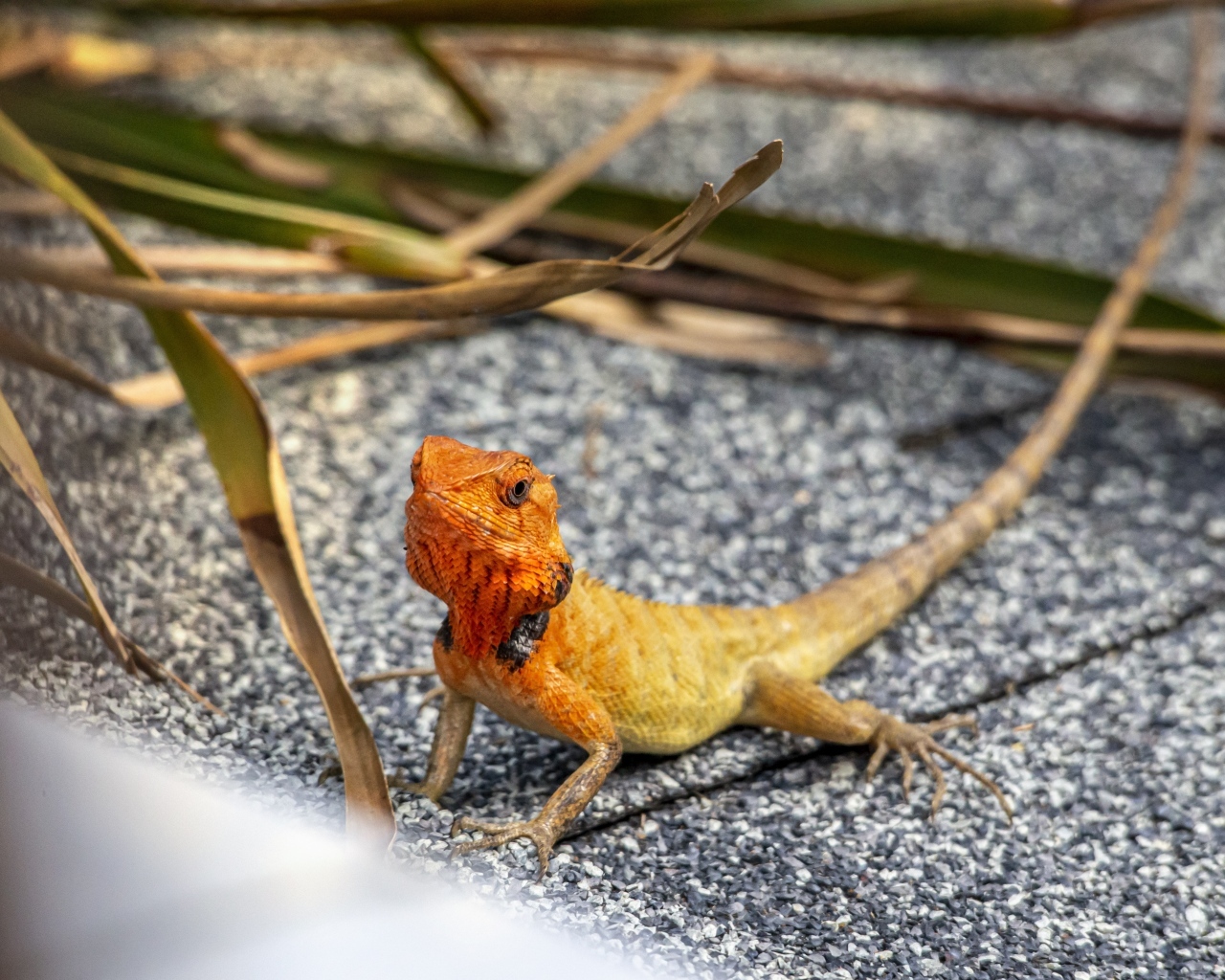 Маленькая оранжевая восточная садовая ящерица