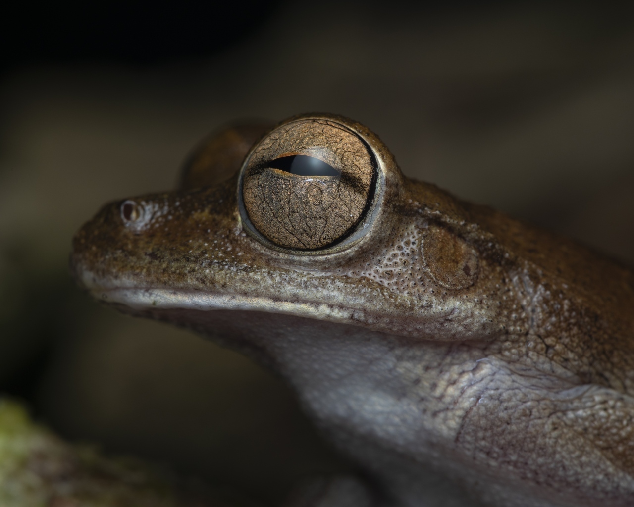 Жаба с большими глазами
