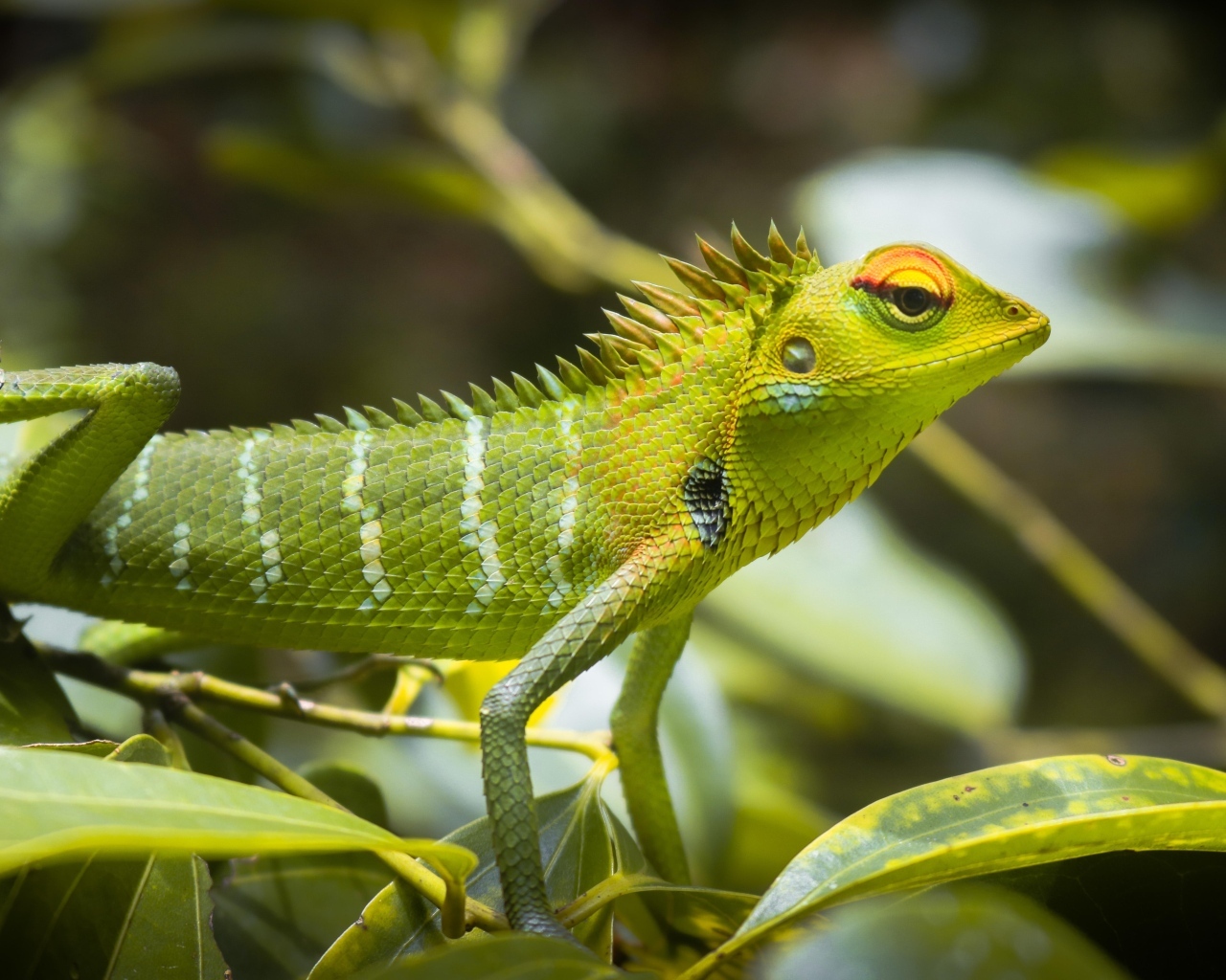 Маленькая зеленая ящерица в листьях 