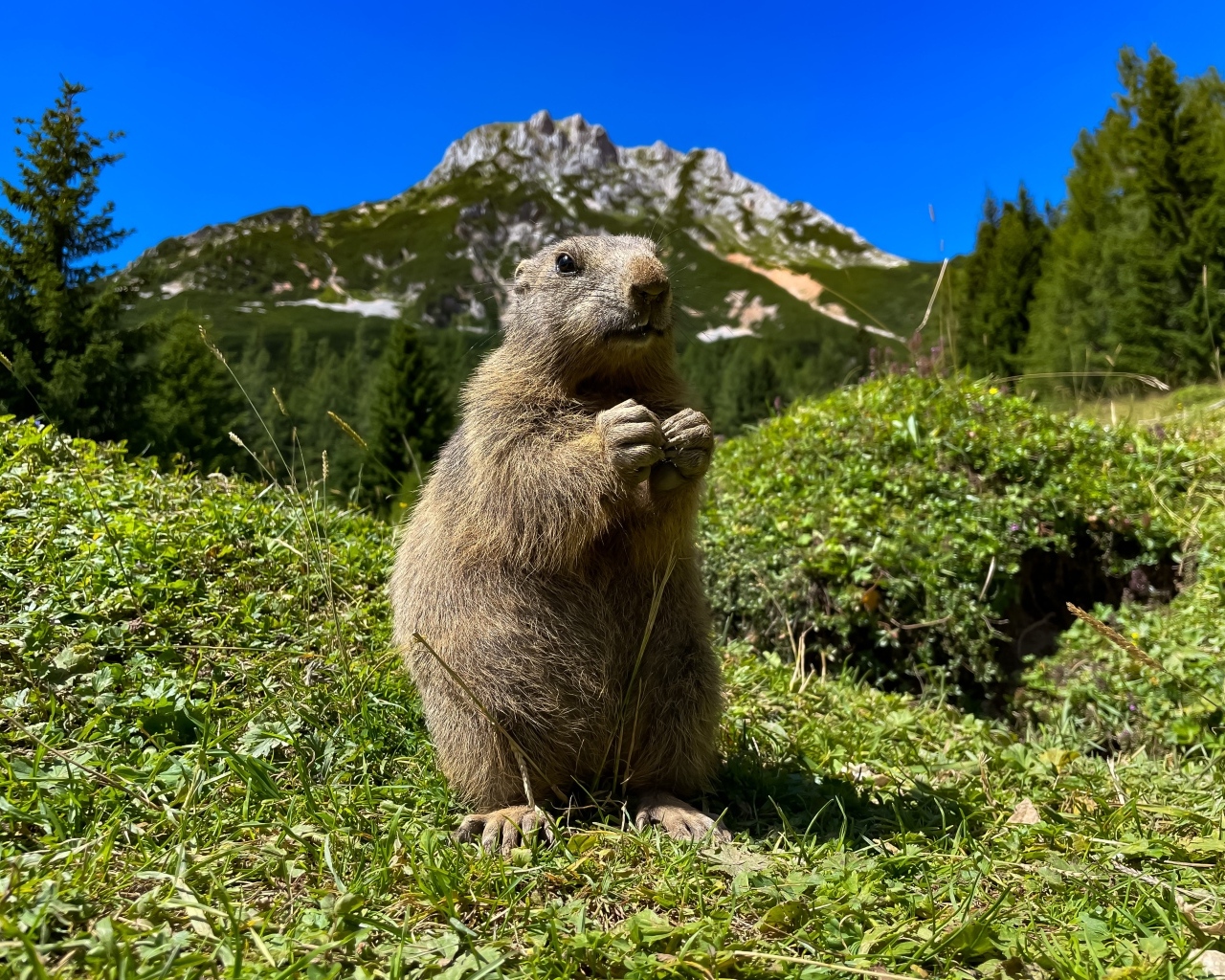 Смешной сурок стоит на зеленой траве в горах
