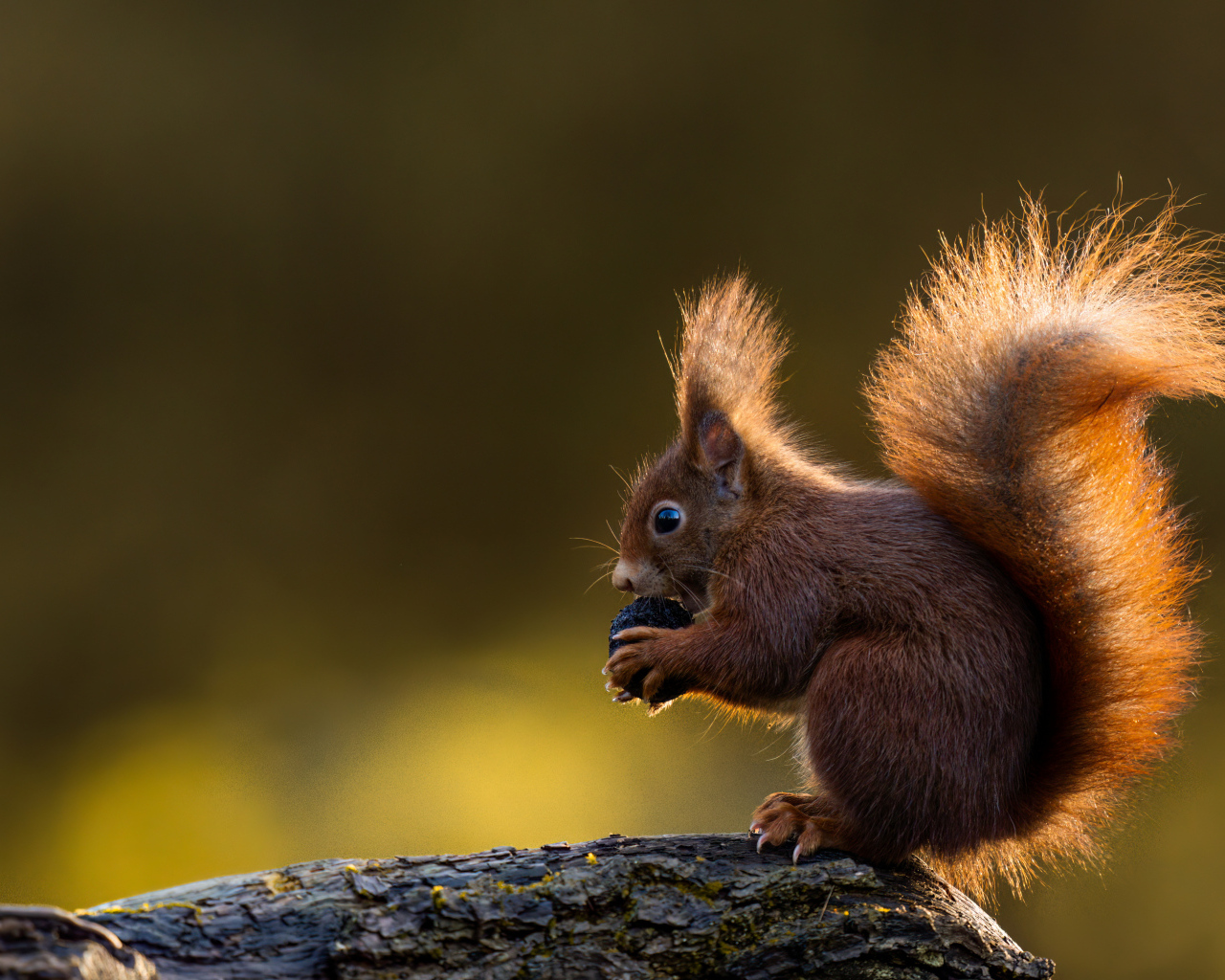 Маленькая белка в пушистым хвостом грызет орех