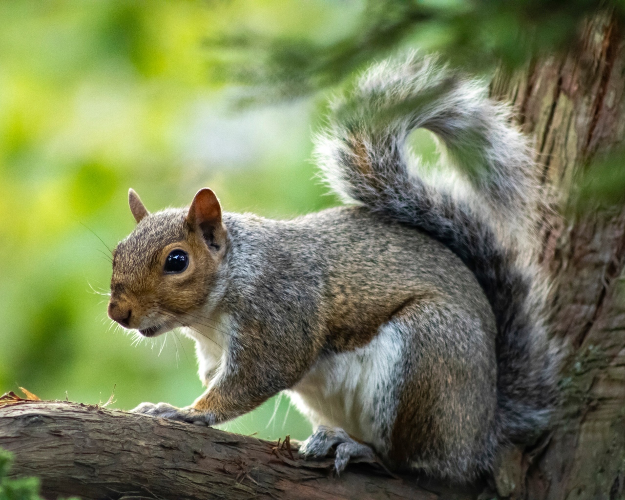 Белка с большими глазами сидит на ветке