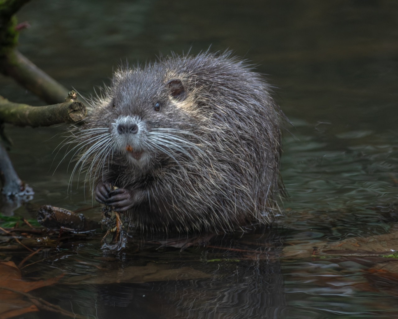 Черная нутрия в воде