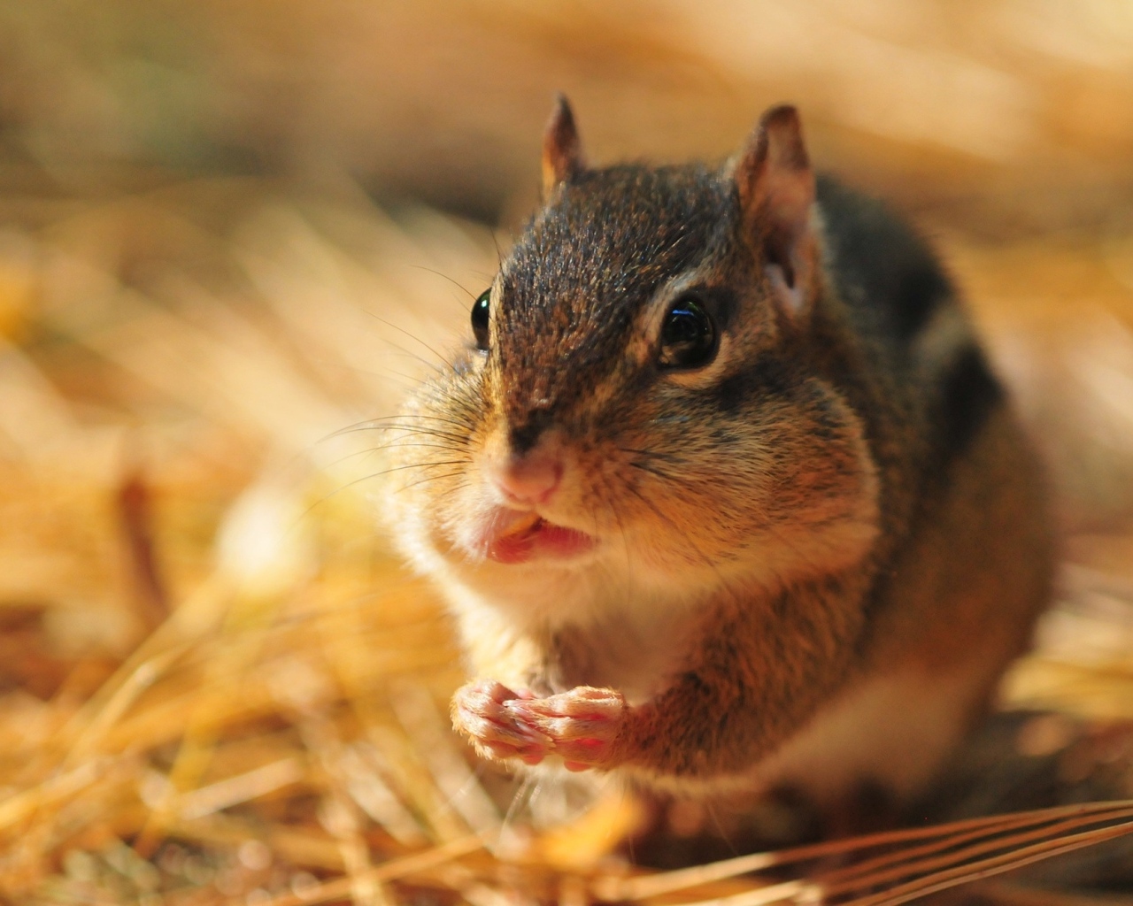 Бурундук с набил рот орехами