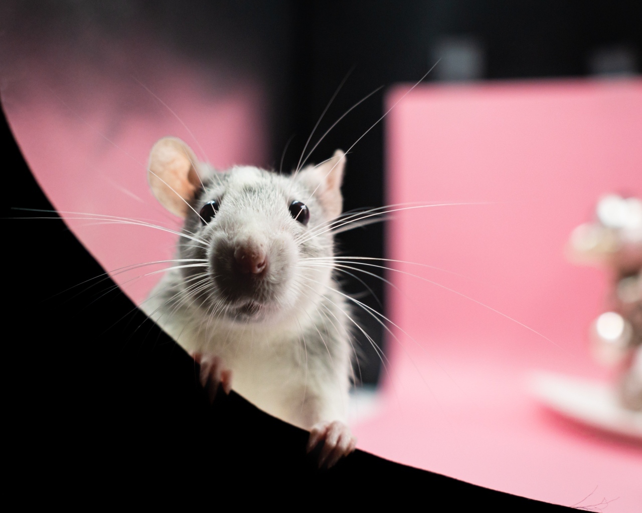 Любопытная маленькая домашняя крыса