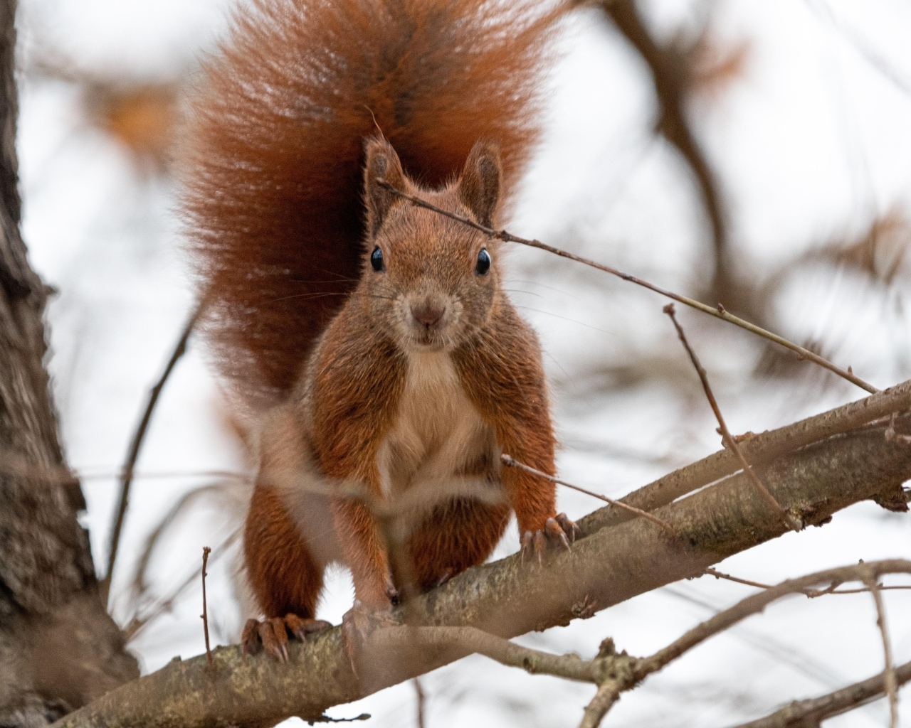 Любопытная рыжая белка сидит на ветке