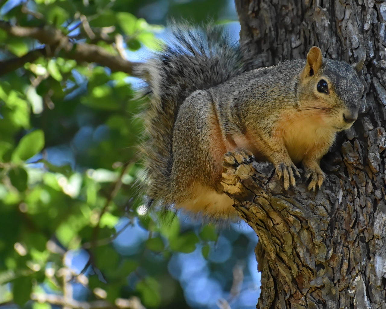 Любопытная белка на ветке дерева