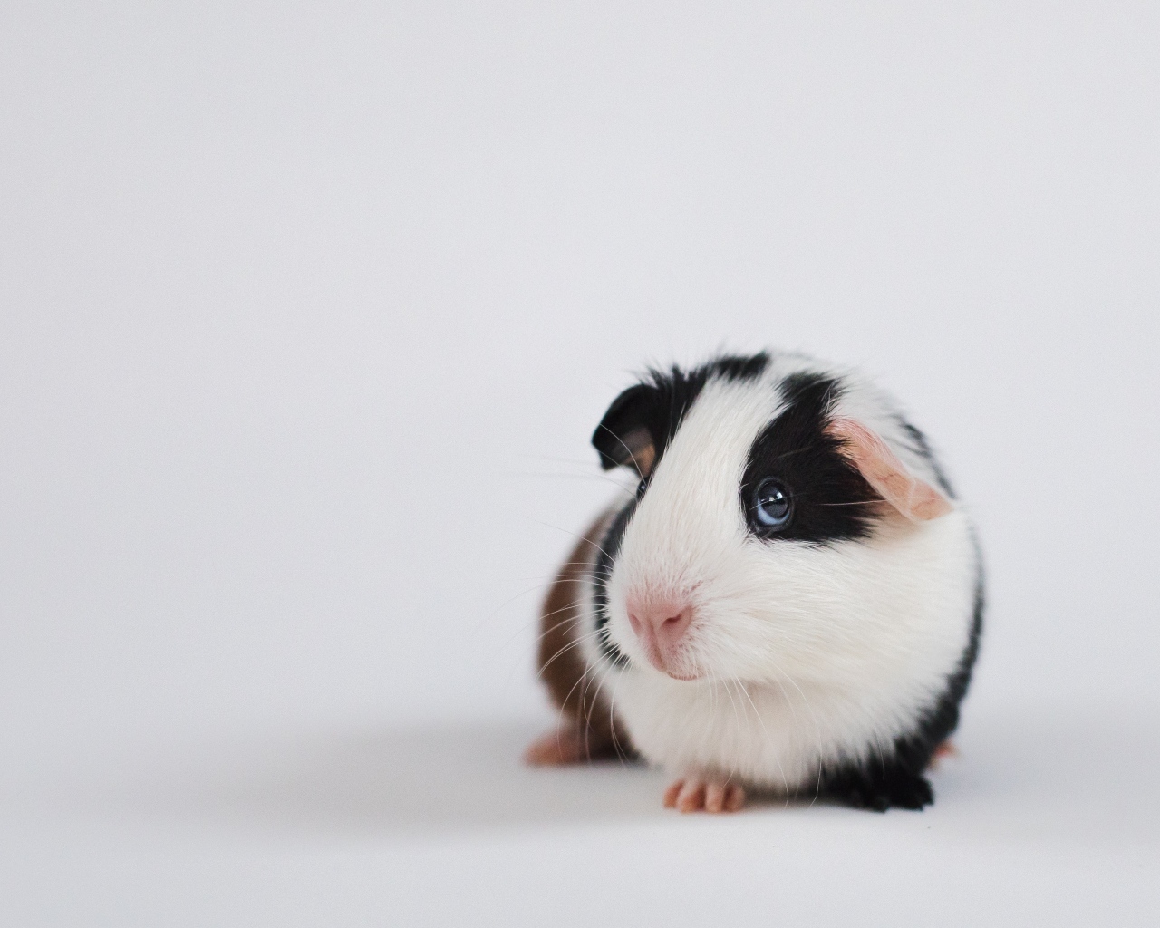 Милая морская свинка на сером фоне