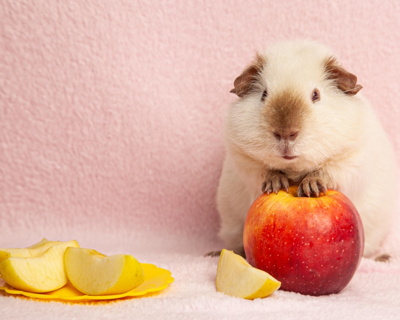 Милая морская свинка с яблоками на розовом фоне