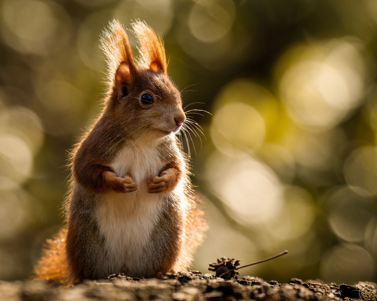 Милая рыжая белка в лучах солнца