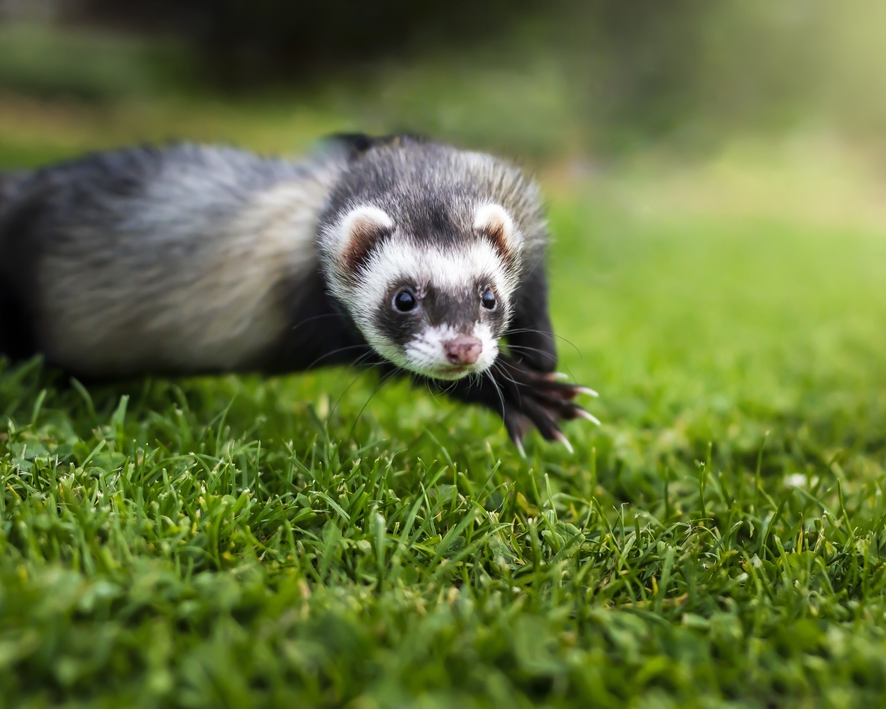 Funny ferret on green grass