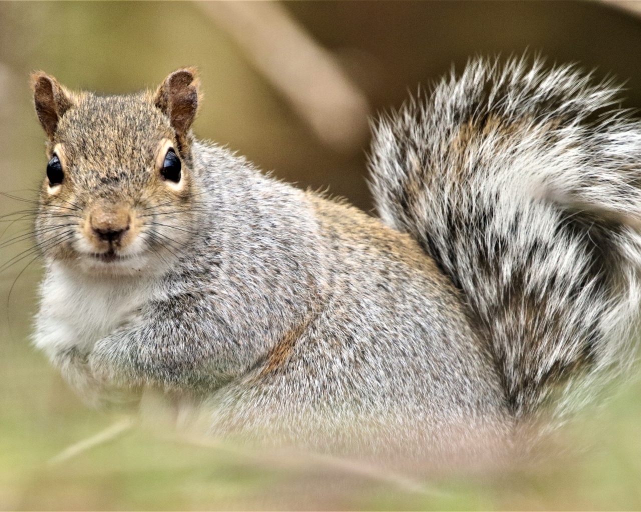 Забавная серая белка крупным планом