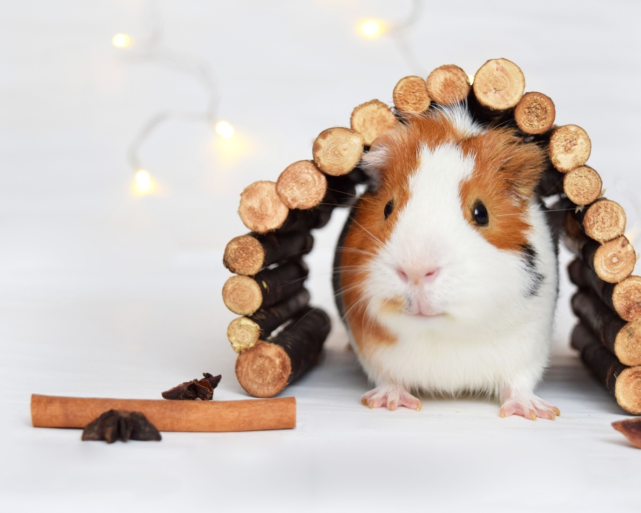 Морская свинка в домике из веток