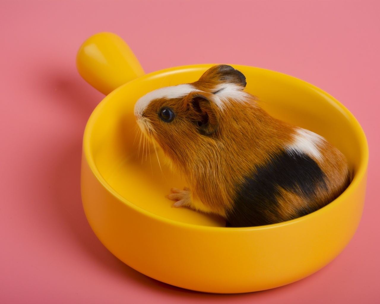 Морская свинка сидит в желтой чашке на розовом фоне