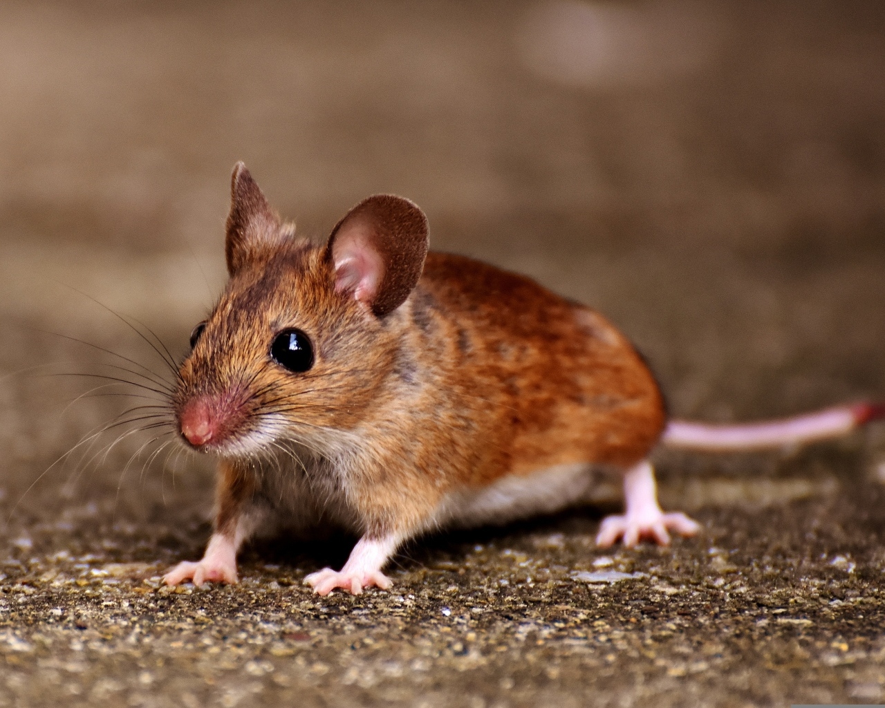 Маленький испуганный мышонок на дороге