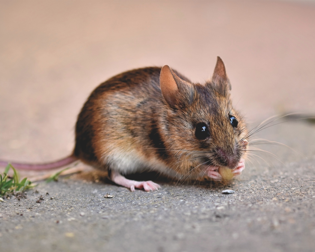 Маленький мышонок грызет еду на земле