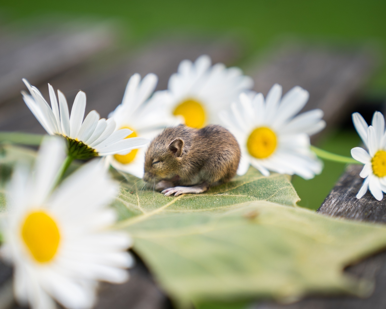Маленькая мышка на листе с ромашками