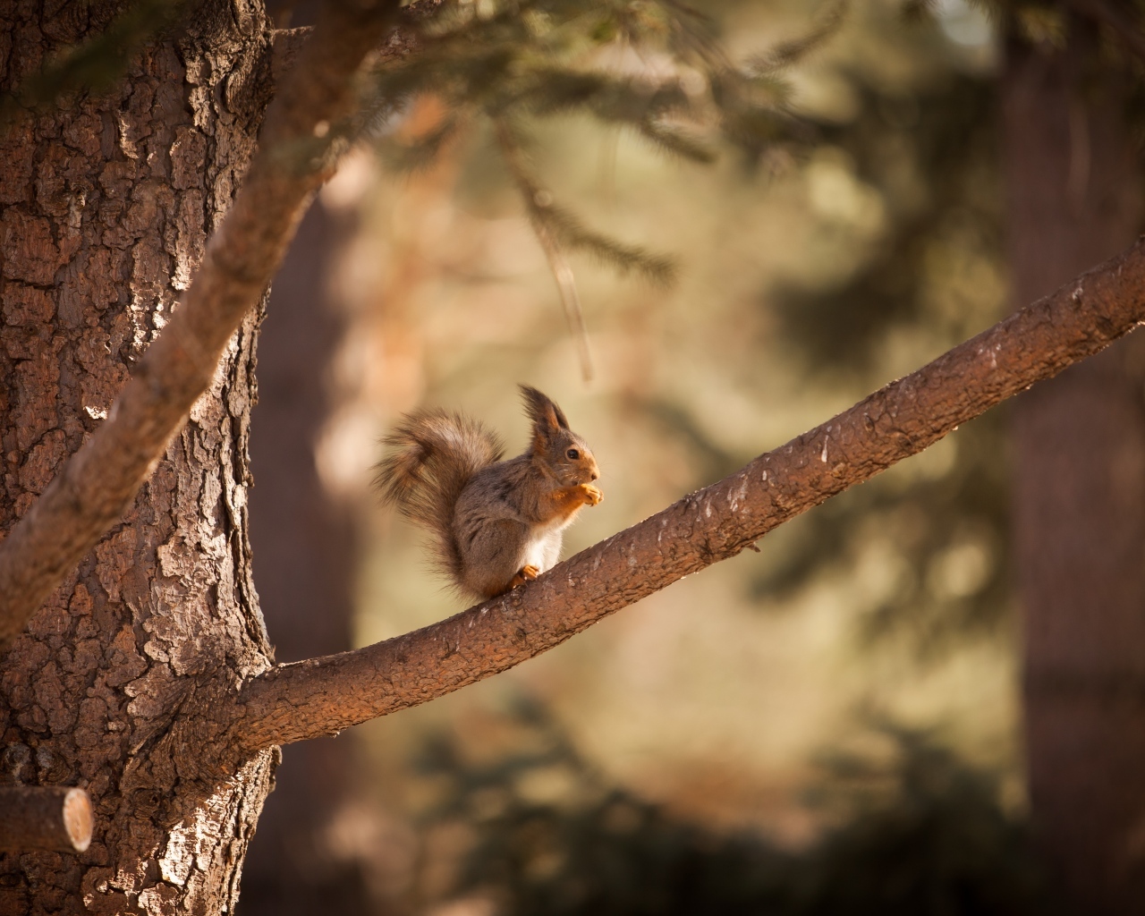 Little red squirrel sits on a branch