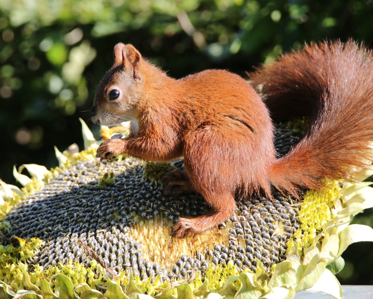 Маленькая белка грызет семечки на подсолнухе