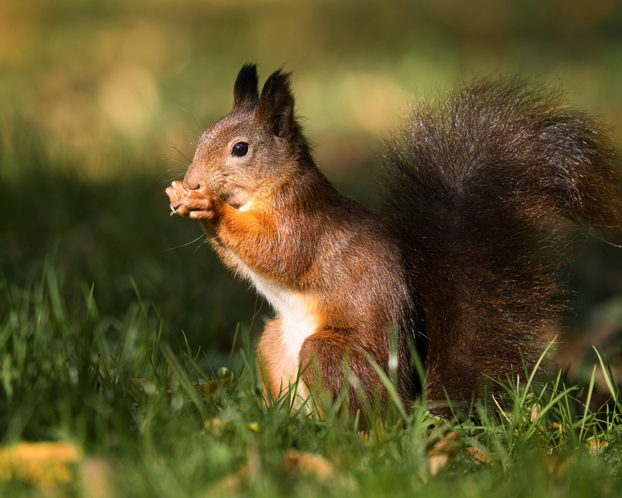 Рыжая белка сидит в зеленой траве