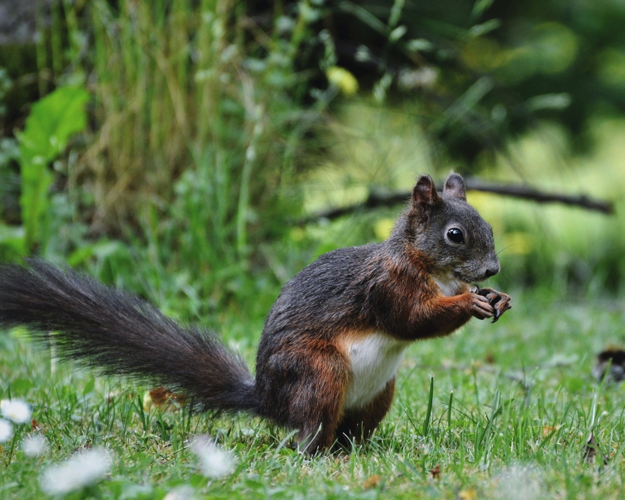 Белка грызет орех на зеленой траве