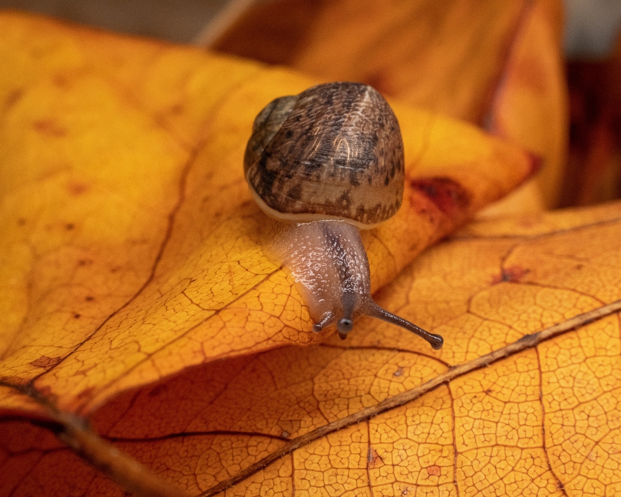 Большая садовая улитка сидит на желтом листке