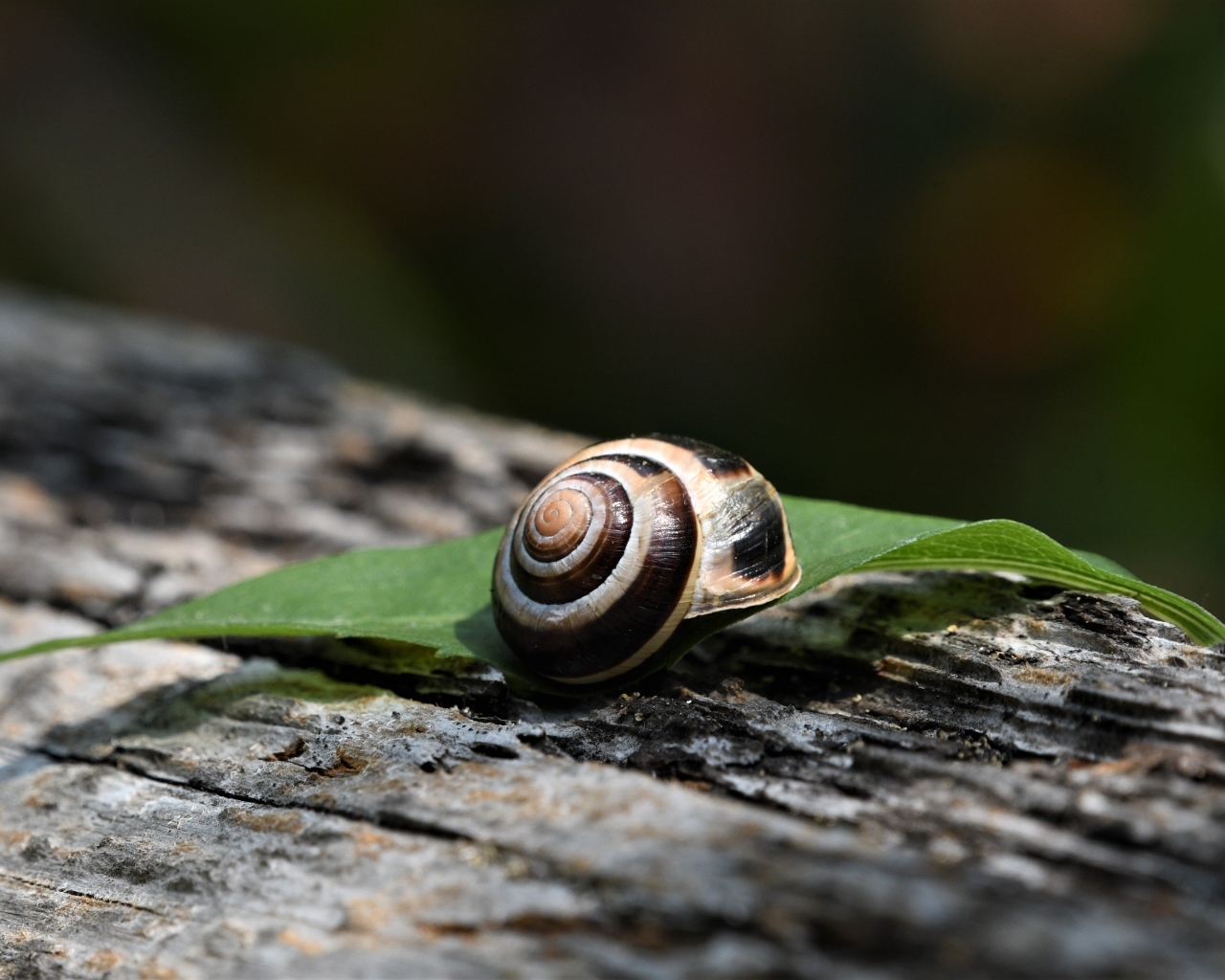 Ракушка с листом лежат на сухом дереве