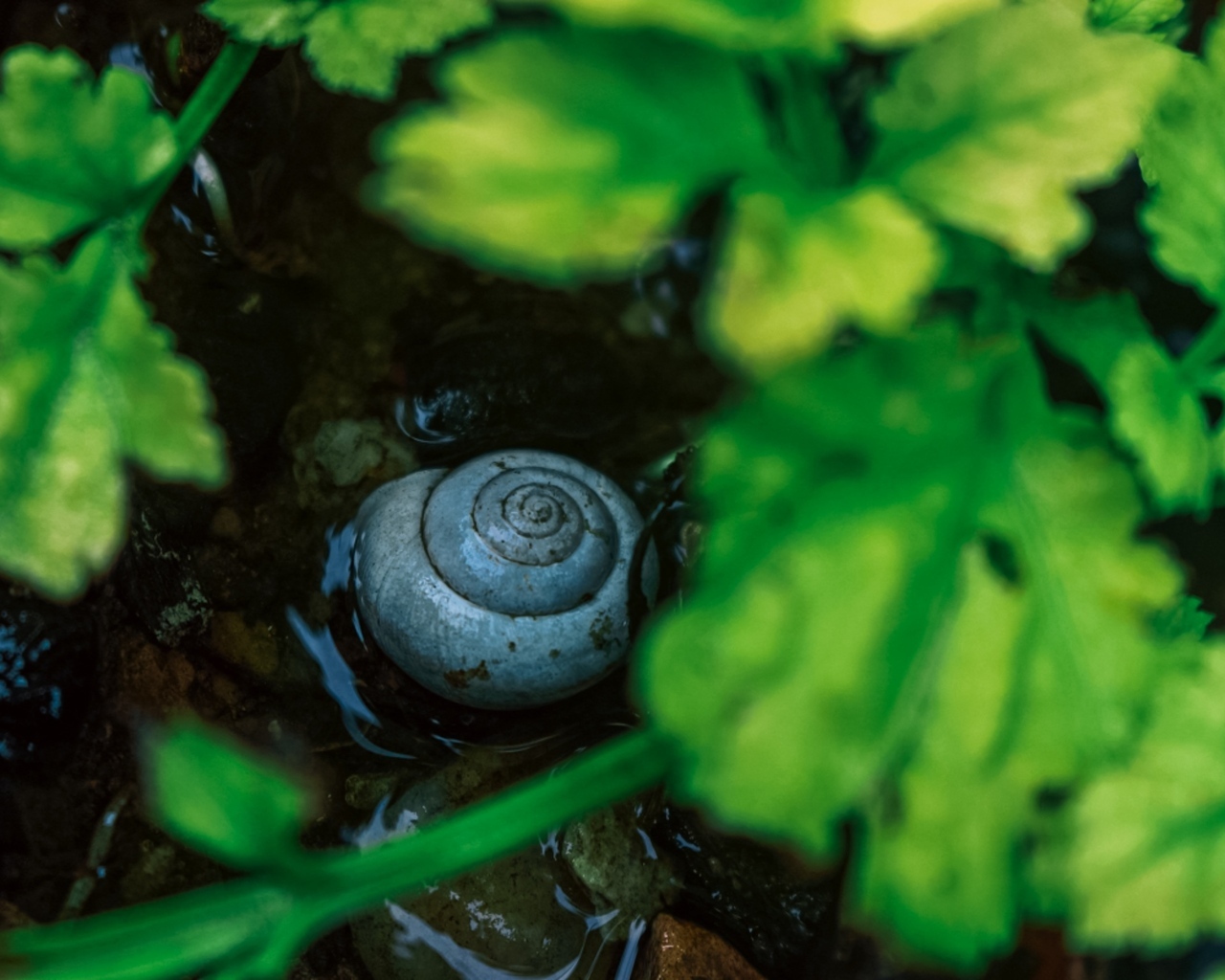 Ракушка садовой улитки на мокрой земле