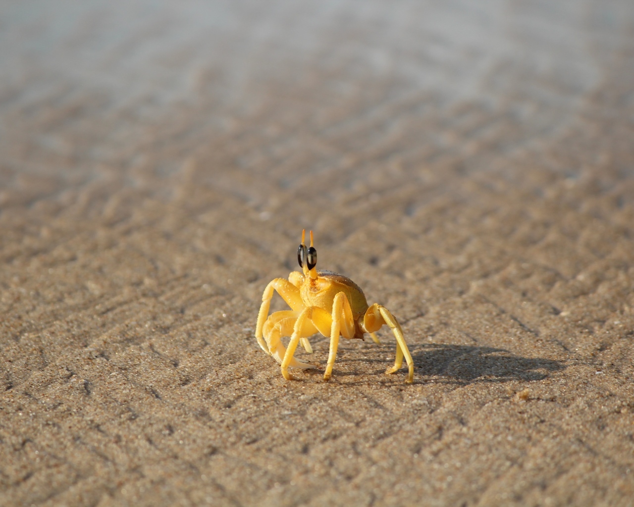 Маленький желтый краб на песке